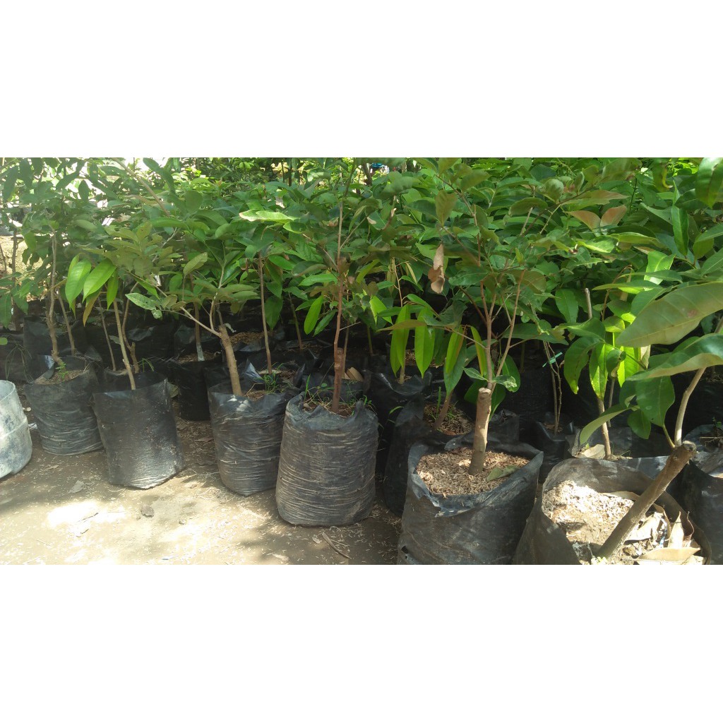 Jual Bibit Kelengkeng New Kristal WISATA FLORA Shopee Indonesia