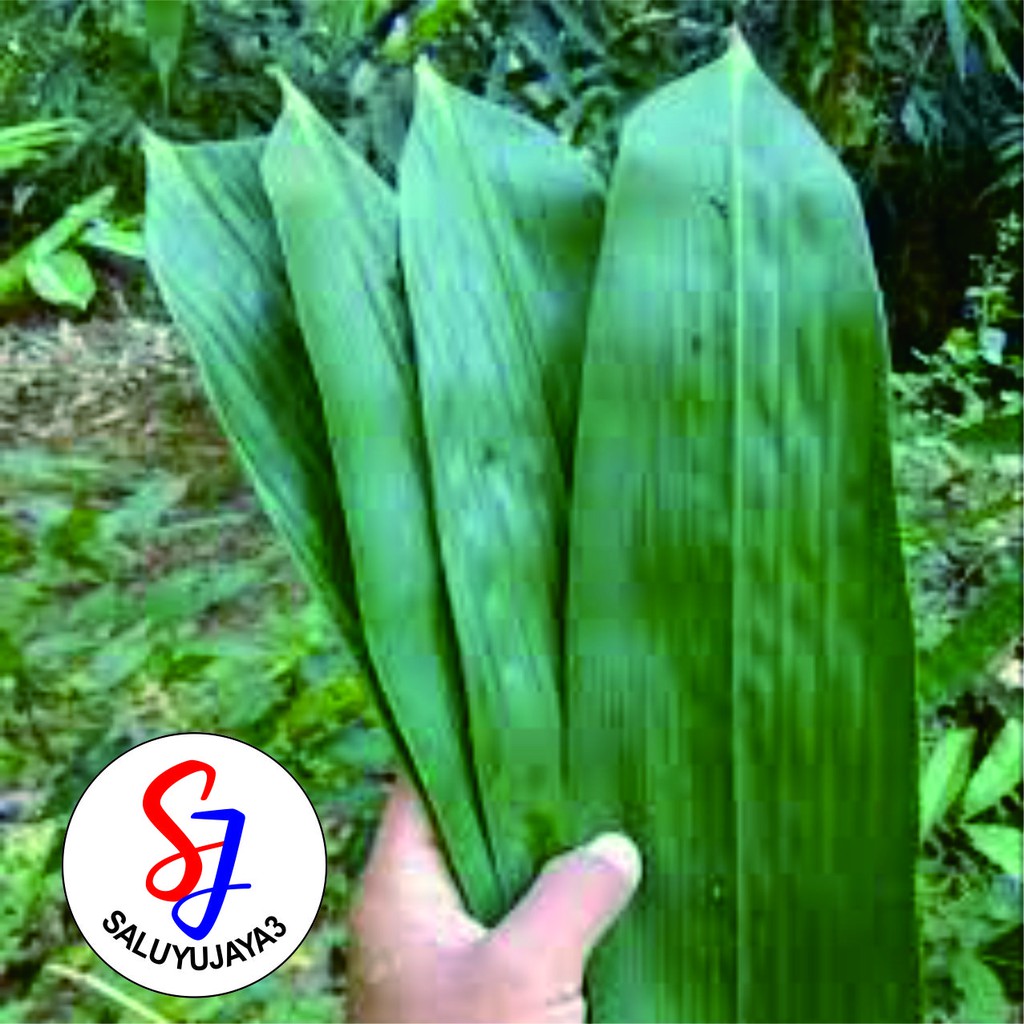 Jual Daun Bambu Segar 250g Shopee Indonesia