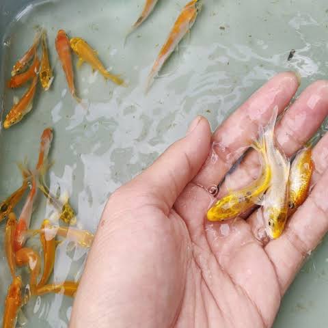 Jual Paket Ikan Hias Koi Slayer Shopee Indonesia