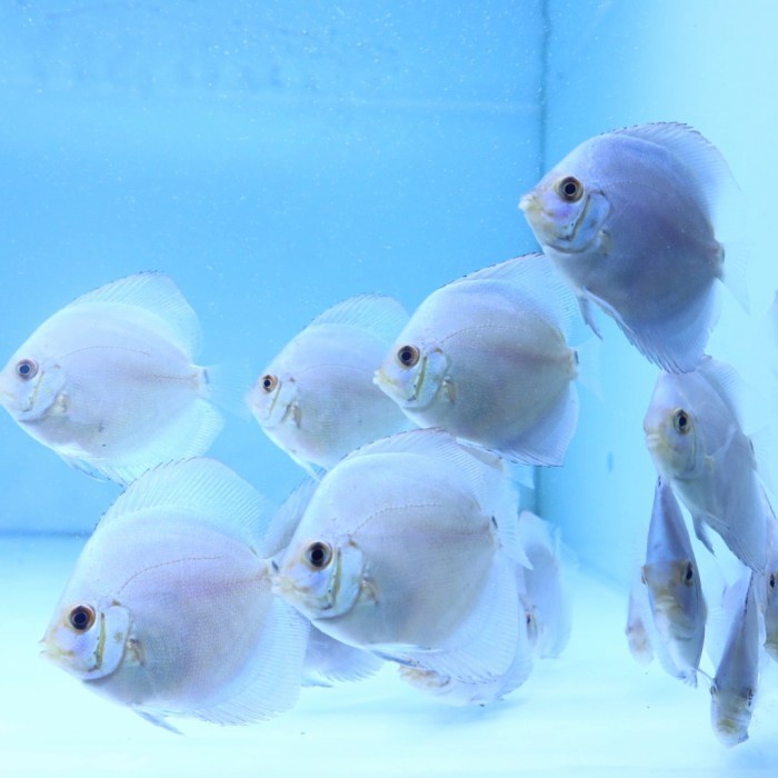 Jual Ikan Discus Blue Diamond Inch Shopee Indonesia