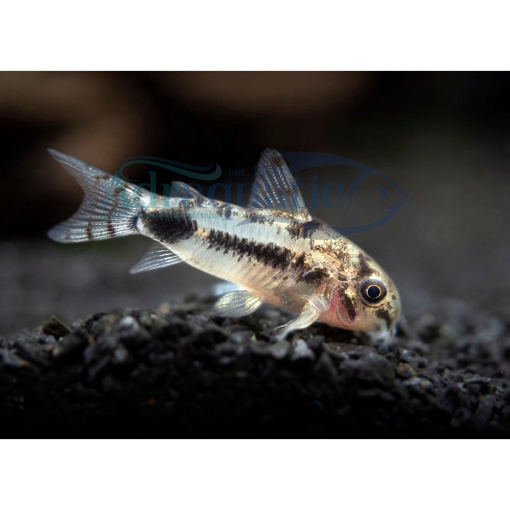 Jual Instant Bandung Ikan Hias Corydoras Pygmy Pygmaeus Cory Catfish