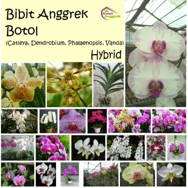 Jual Bibit Botol Anggrek Bulan Cattleya Dendrobium Phalaenopsis Vanda