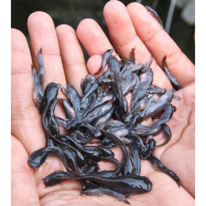 Jual Bibit Ikan Lele Sangkuriang Ukuran 3 4cm Shopee Indonesia