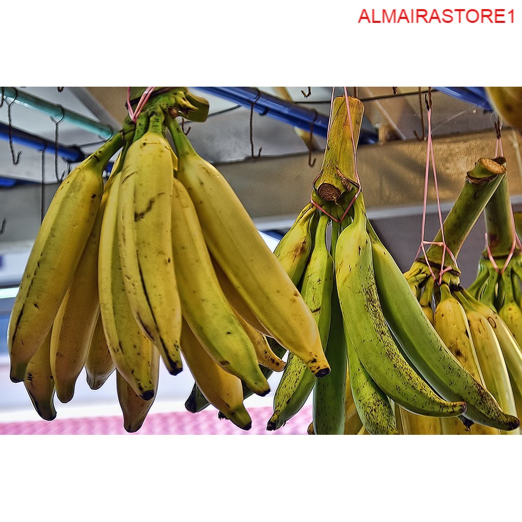 Jual Buah Segar FRESH Pisang Tanduk Besar Per Batang WB Shopee Indonesia