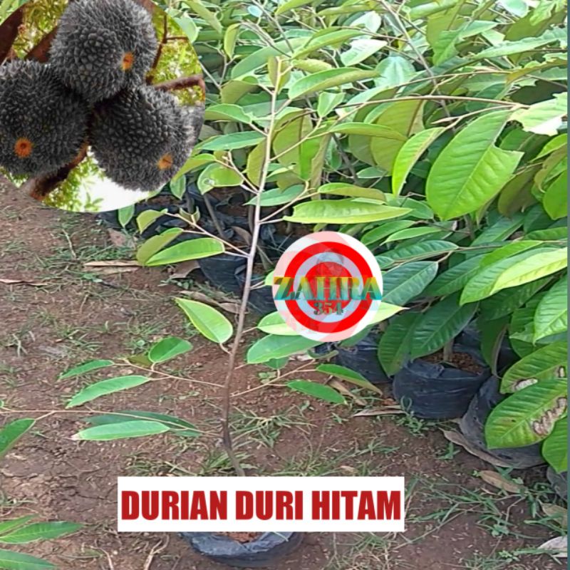 Jual BIBIT DURIAN DURI HITAM 1 METER DURIAN OCHE Shopee Indonesia