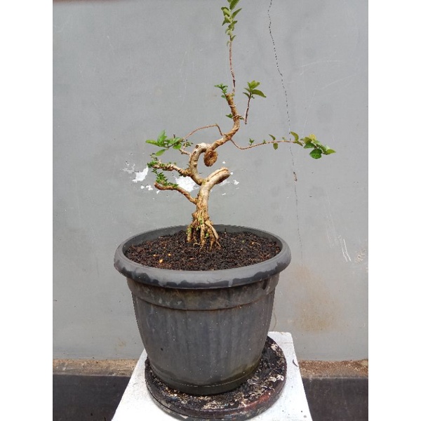 Jual Bahan Bonsai Sancang Prospek Shopee Indonesia