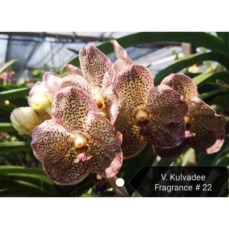 Jual Anggrek Vanda Paket Isi Pohon Mix Id Shopee Indonesia