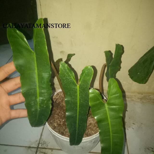 Jual Tanaman Hias Philodendron Kabel Busi Shopee Indonesia