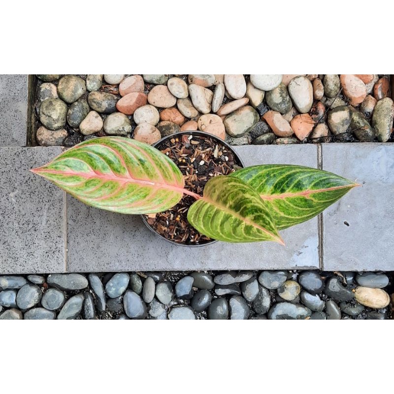 Jual Aglaonema Panam Golden Mutasi Real Pict Shopee Indonesia