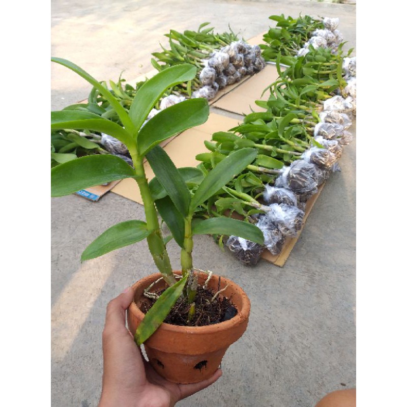 Jual Anggrek Dendrobium Dewasa Hybrid Murah Shopee Indonesia