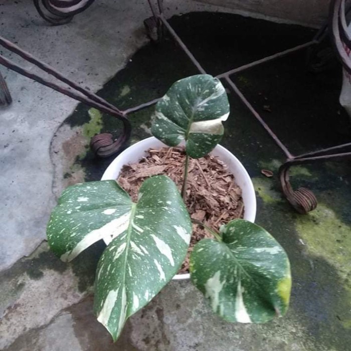 Jual Monstera Thai Constellation Variegata Shopee Indonesia