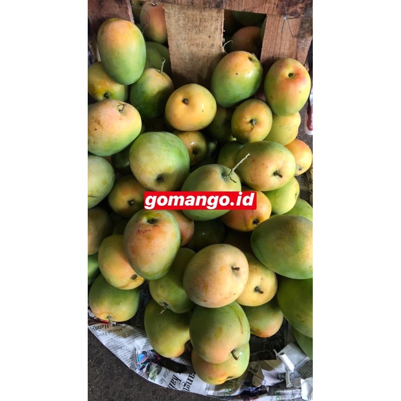 Jual GEDONG GINCU Mangga PREMIUM 1kg Shopee Indonesia