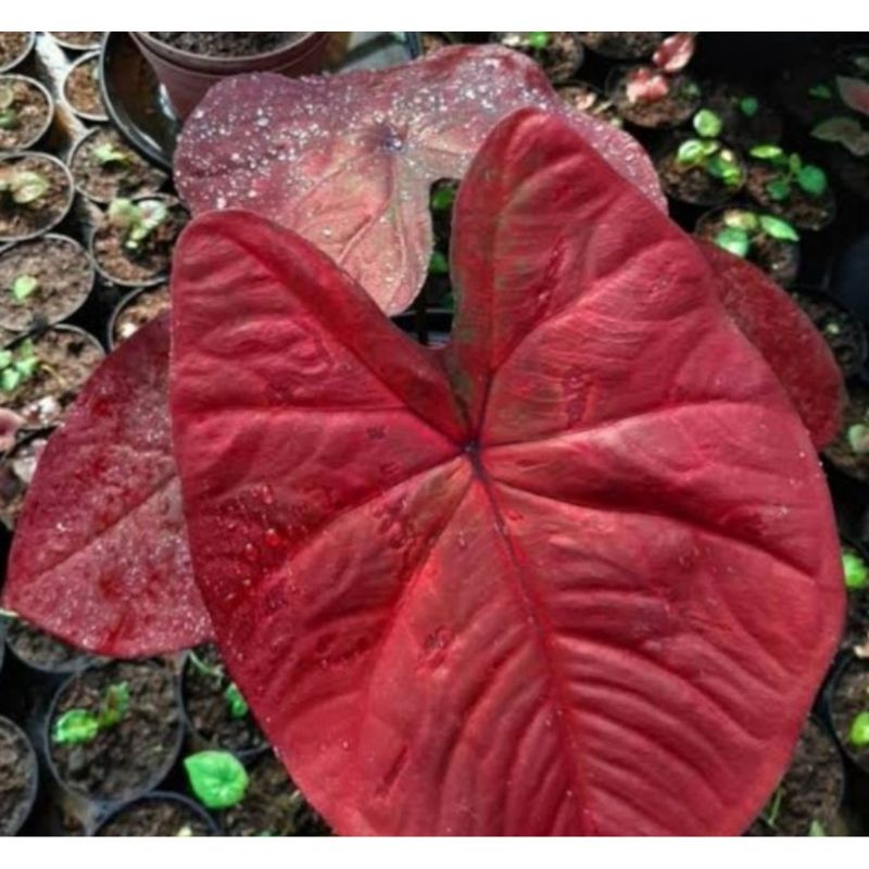 Jual Umbi Caladium Red Dragon Keladi Hias Hybrid Import Thailand