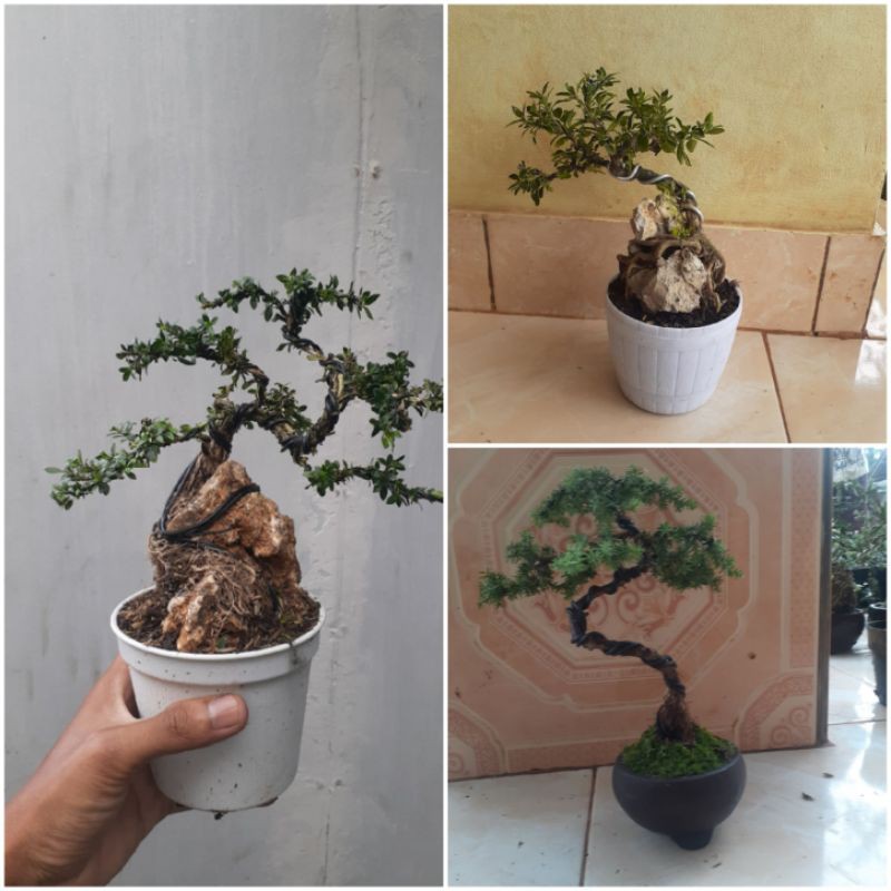 Jual Paket Jenis Bonsai Mini Bonsai Serbin Otr Bonsai Mirten Otr