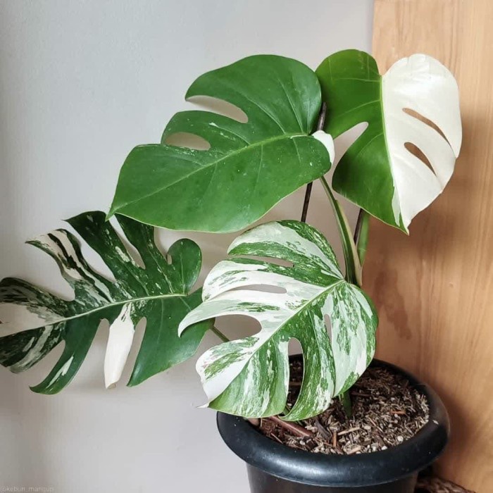 Jual Tanaman Hias Monstera Deliciosa Variegata Bibit Bonggol Shopee