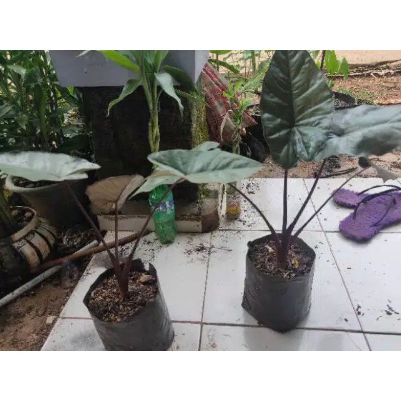 Jual Pohon Hias Sente Hitam Shopee Indonesia