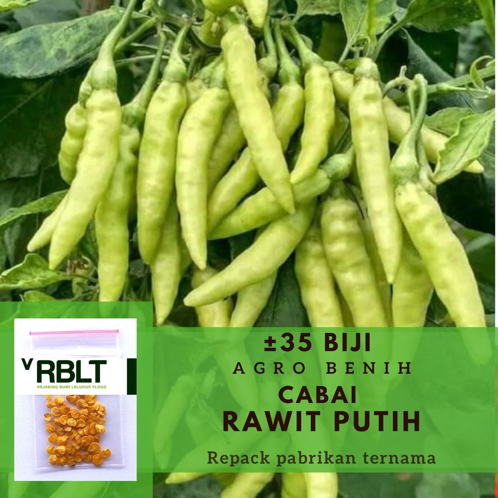 Jual Bibit Cabe Rawit Setan Putih Hormat Benih Cabai Merunduk