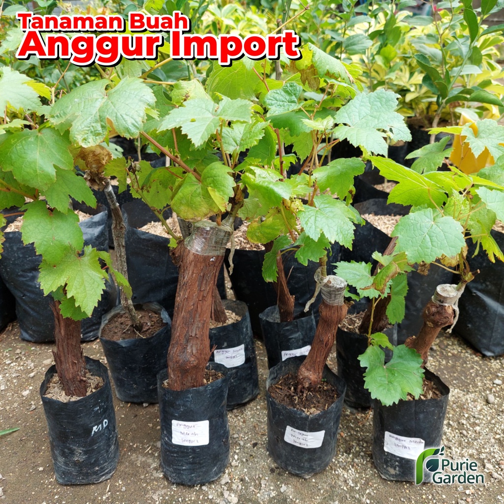 Jual Bibit Tanaman Anggur Impor Pohon Anggur Grafting Siap Berbuah PG