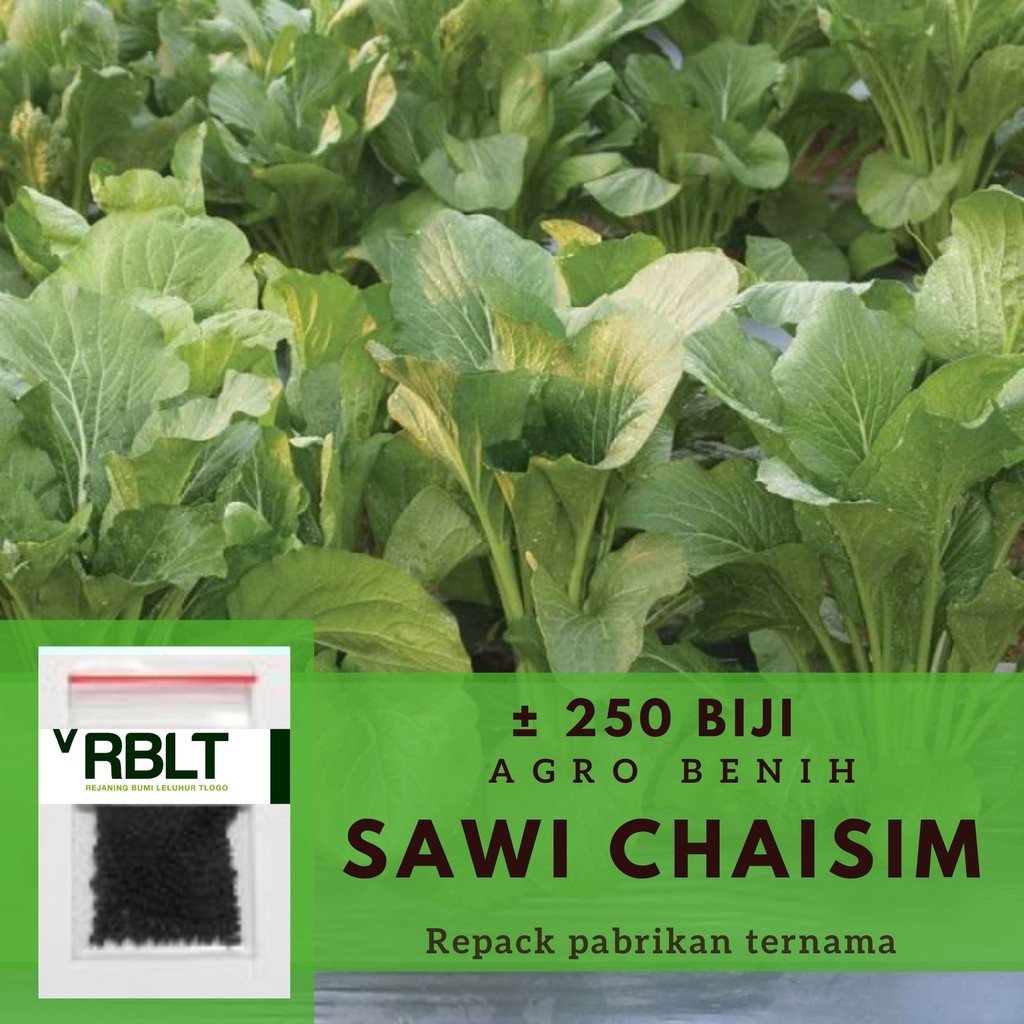 Jual 250 Bibit Sawi Caisim Manis Shinta Benih Sayuran Hidroponik Cap