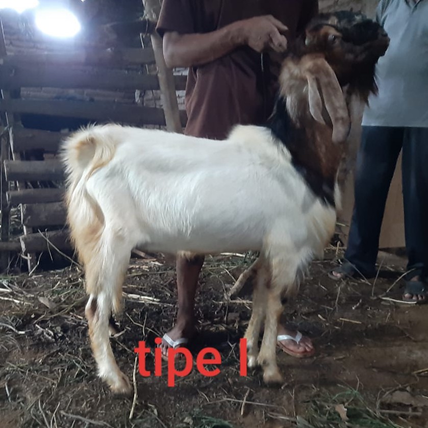 Jual Kambing Domba Kurban Tipe I Bobot Kg Hewan Qurban