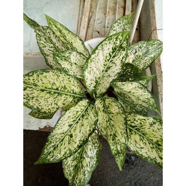 Jual AGLAONEMA SNOW WHITE RIMBUN Shopee Indonesia