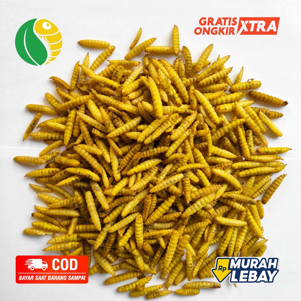 Jual Murah Kg Dry Maggot Maggot Kering Kuning Grade A Premium