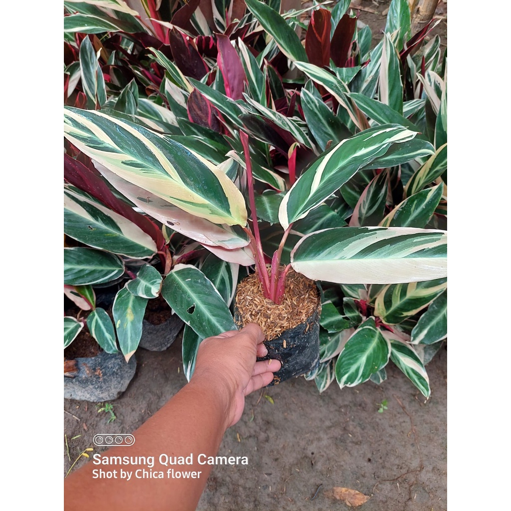 Jual TANAMAN HIAS CALATHEA MULTICLOR CALATHEA MERAH PUTIH CALATHEA