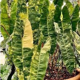 Jual PHILODENDRON BILLIETIAE VARIEGATA PHILODENDRON KABEL BUSI