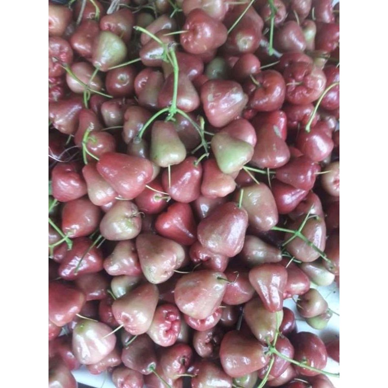 Jual JAMBU AIR LOKAL ASLI SEGAR SATU KILO Shopee Indonesia