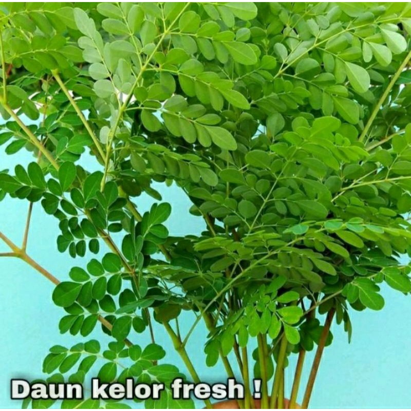 Jual Daun Kelor Segar Langsung Dari Pohon Paket 200 Gram Shopee Indonesia