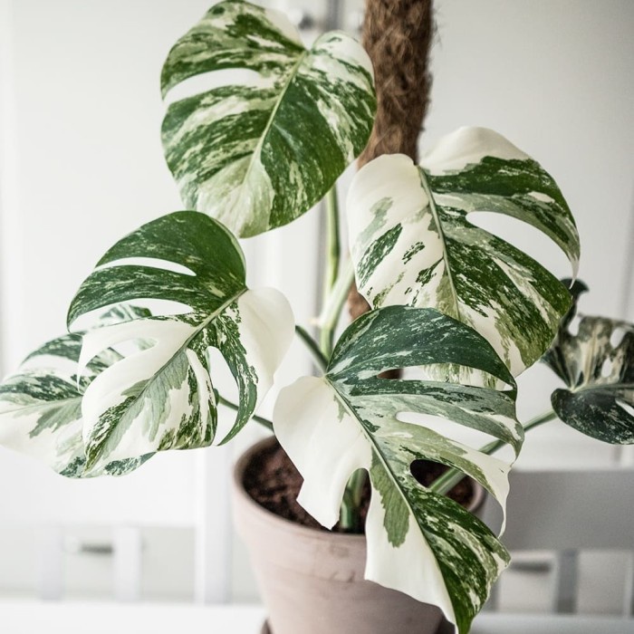 Jual Monstera Deliciosa Variegata Bibit Bonggol Tanaman Hias Shopee