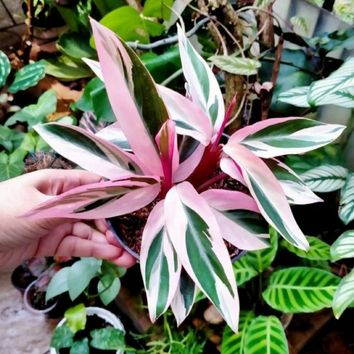 Jual Tanaman Calathea Tricolour Meranti Bali Calathea Meranti Bali