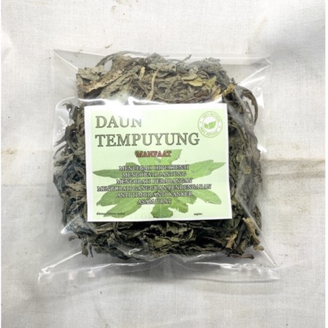 Jual Tempuyung Kering Herbal Batu Ginjal Shopee Indonesia