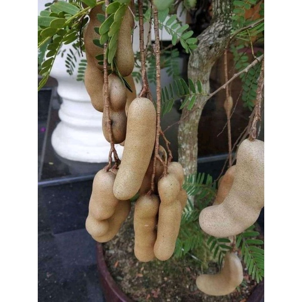 Jual Bibit Asam Jawa Bahan Bonsai Cod Shopee Indonesia