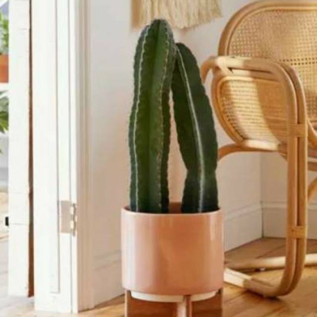 Jual Tanaman Hias Bunga Kaktus Belimbing Cowboy Cactus Shopee Indonesia