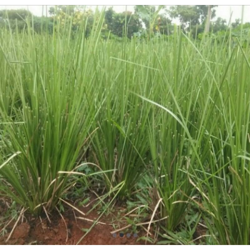 Jual Bibit Rumput Vertiver Batang Tanaman Akar Wangi Rumput