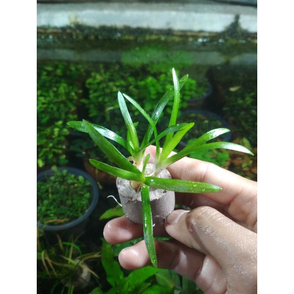 Jual Sagitaria Sabulata Subulata Full Daun Air Tanaman Aquascape Low