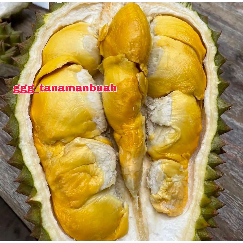 Jual Bibit Durian Bawor Super Okulasi Shopee Indonesia