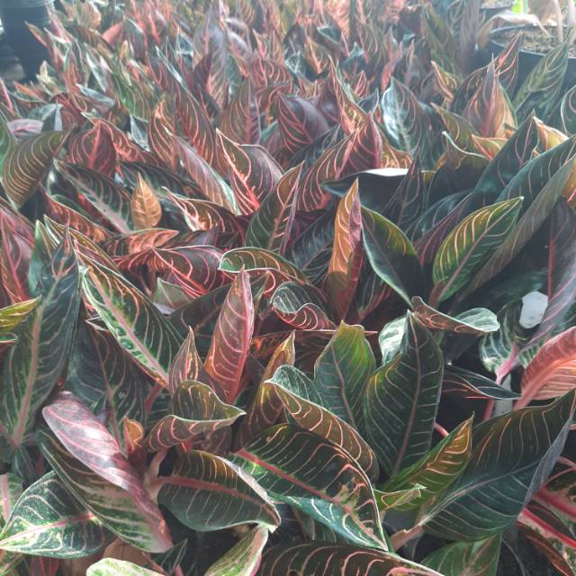 Jual Selamat Aglaonema Pride Of Sumatra 5 7 Daun Shopee Indonesia