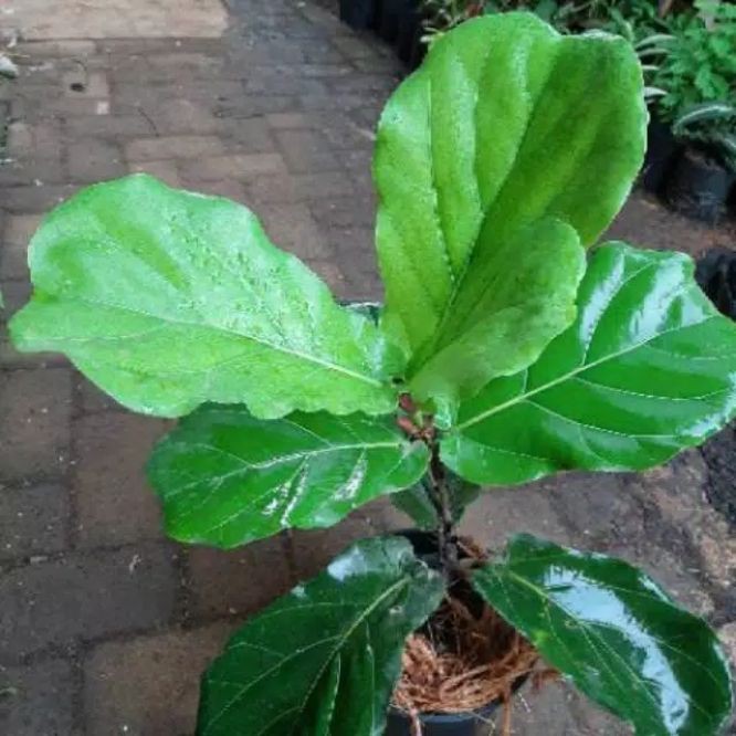 Jual Pohon Ketapang Biola Cantik Ruber Flan Ficus Shopee Indonesia