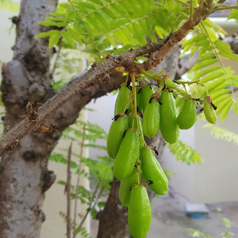 Jual Tanaman Buah Belimbing Wuluh Asem Bilimbi Uluh Belimbing Buluh