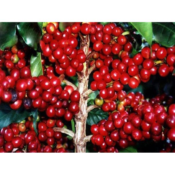 Jual Bibit Benih Biji Kopi Robusta Unggul Robusta Coffee Seed Tamanan