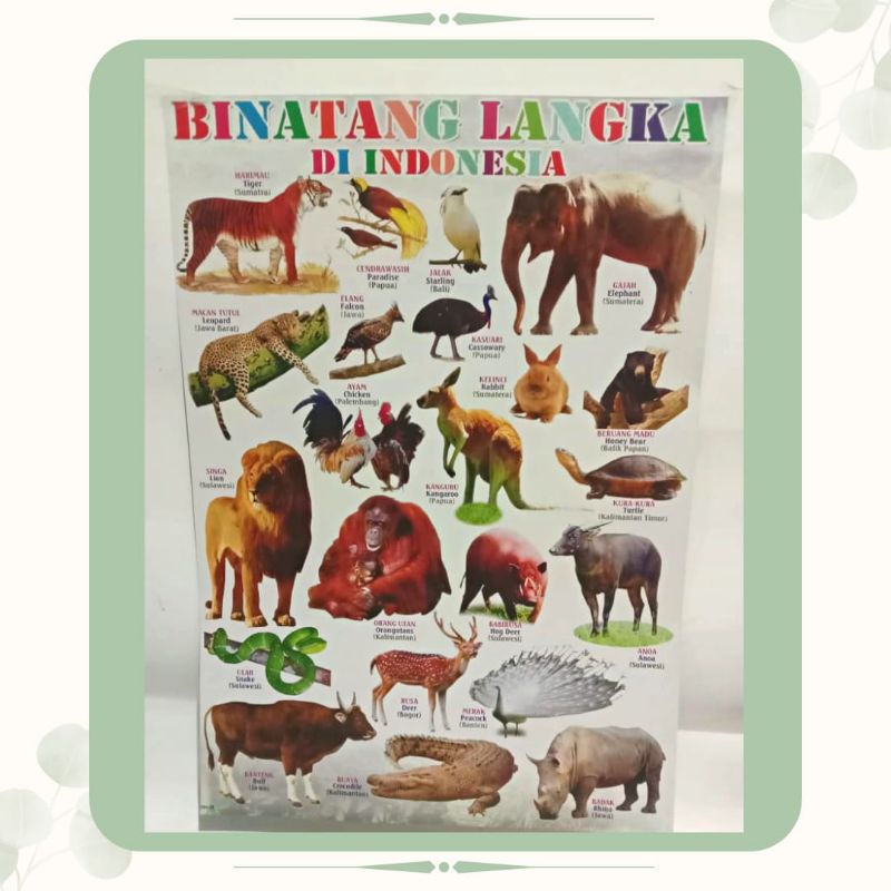 Jual TM POSTER EDUKASI BINATANG LANGKA INDONESIA POSTER HEWAN