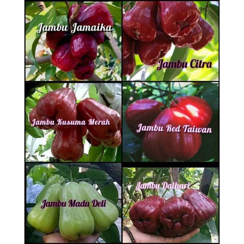 Jual Paket 6 Bibit Jambu Air Jamaika Citra Kusuma Merah Red Taiwan