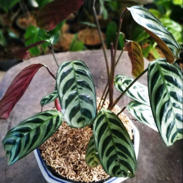 Jual Tanaman Hias Marantha Ekor Merak Calathea Burle Marx Shopee