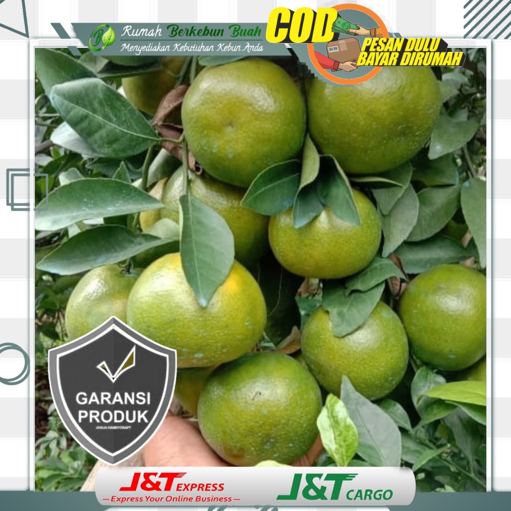 Jual Bibit Jeruk Siam Madu Tanaman Bibit Buah Keprok Siam Siem Siyem