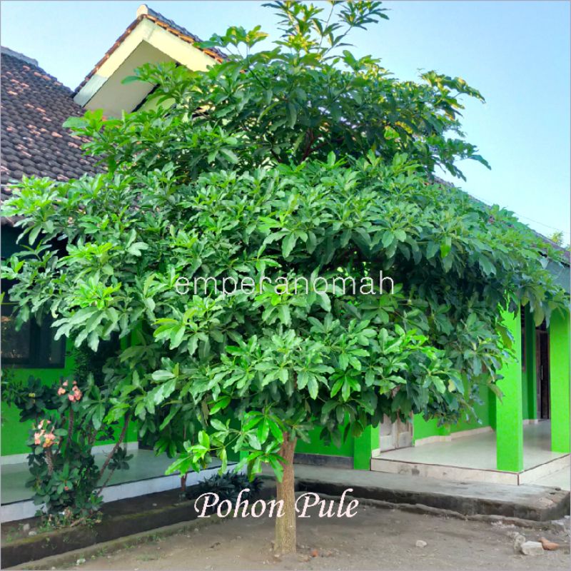 Jual Bibit Tanaman Pule Satu Setengah Meteran Shopee Indonesia