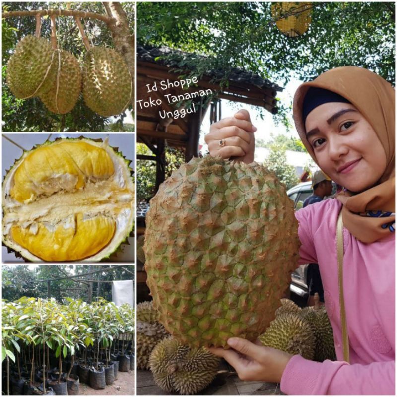 Jual Bibit Durian Bawor Super Jumbo Shopee Indonesia