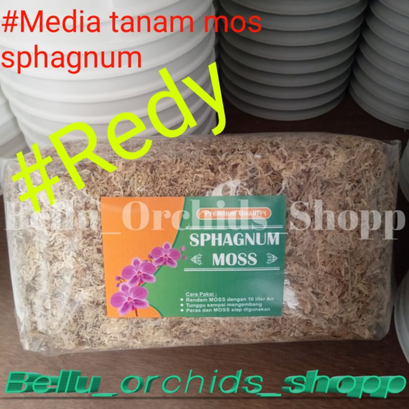 Jual Media Tanam Anggrek Sphagnum Mous Putih Shopee Indonesia