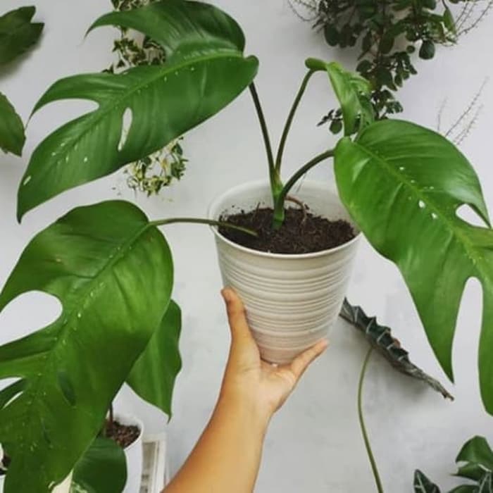 Jual Tanaman Hias Epipremnum Pinatum Shopee Indonesia